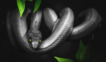 Elever le Serpent intérieur